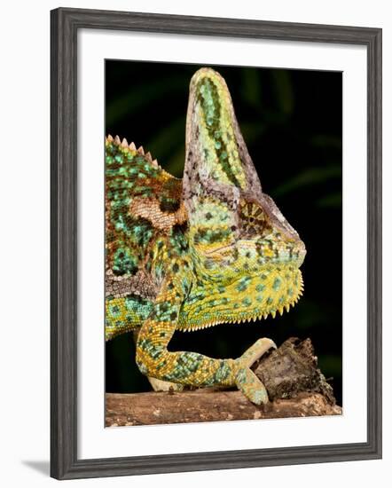 Veiled Chameleon, Chamaeleo Calyptratus, Native to Yemen-David Northcott-Framed Photographic Print