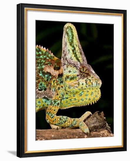 Veiled Chameleon, Chamaeleo Calyptratus, Native to Yemen-David Northcott-Framed Photographic Print