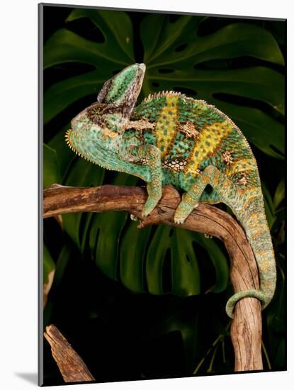 Veiled Chameleon, Chamaeleo Calyptratus, Native to Yemen-David Northcott-Mounted Photographic Print