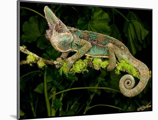 Veiled Chameleon, Chamaeleo Calyptratus, Native to Yemen-David Northcott-Mounted Photographic Print