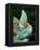 Veiled Chameleon, Native to Yemen-David Northcott-Framed Premier Image Canvas