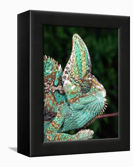 Veiled Chameleon, Native to Yemen-David Northcott-Framed Premier Image Canvas