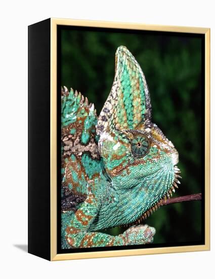 Veiled Chameleon, Native to Yemen-David Northcott-Framed Premier Image Canvas