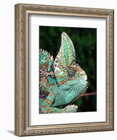 Veiled Chameleon, Native to Yemen-David Northcott-Framed Photographic Print