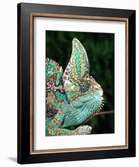 Veiled Chameleon, Native to Yemen-David Northcott-Framed Photographic Print