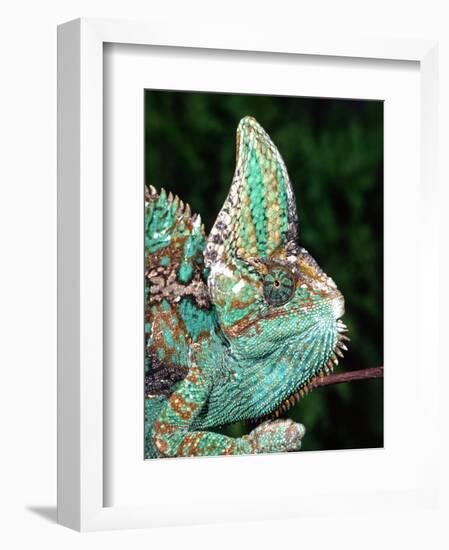 Veiled Chameleon, Native to Yemen-David Northcott-Framed Photographic Print