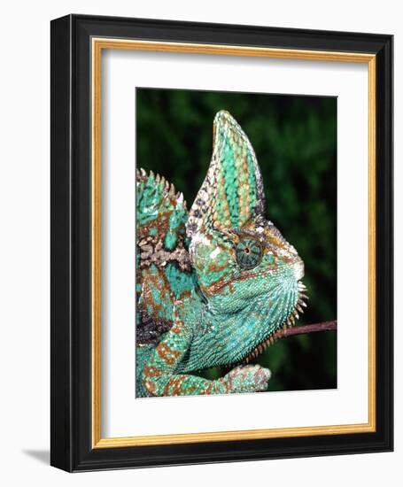 Veiled Chameleon, Native to Yemen-David Northcott-Framed Photographic Print