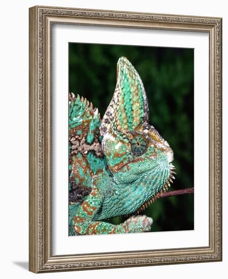 Veiled Chameleon, Native to Yemen-David Northcott-Framed Photographic Print