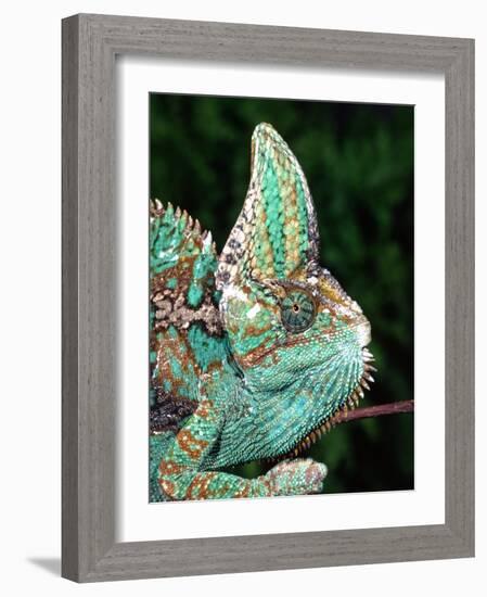 Veiled Chameleon, Native to Yemen-David Northcott-Framed Photographic Print