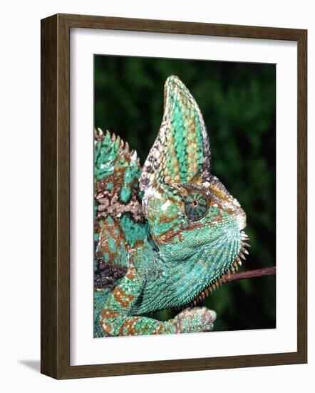 Veiled Chameleon, Native to Yemen-David Northcott-Framed Photographic Print