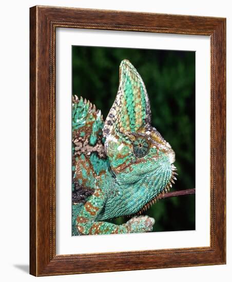 Veiled Chameleon, Native to Yemen-David Northcott-Framed Photographic Print