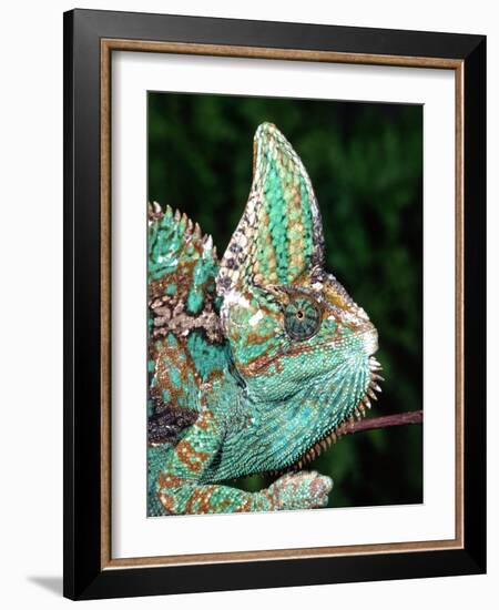 Veiled Chameleon, Native to Yemen-David Northcott-Framed Photographic Print