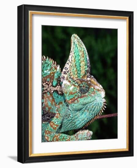 Veiled Chameleon, Native to Yemen-David Northcott-Framed Photographic Print