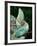 Veiled Chameleon, Native to Yemen-David Northcott-Framed Photographic Print