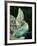 Veiled Chameleon, Native to Yemen-David Northcott-Framed Photographic Print