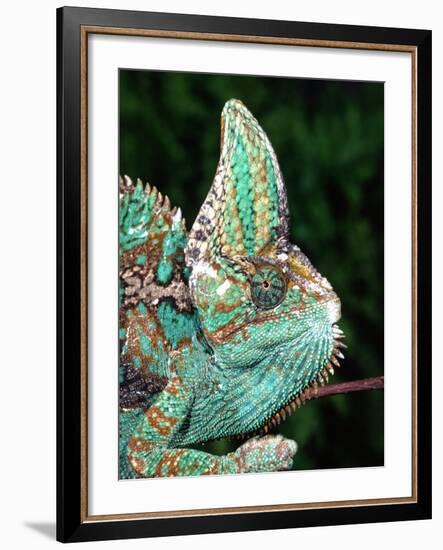 Veiled Chameleon, Native to Yemen-David Northcott-Framed Photographic Print