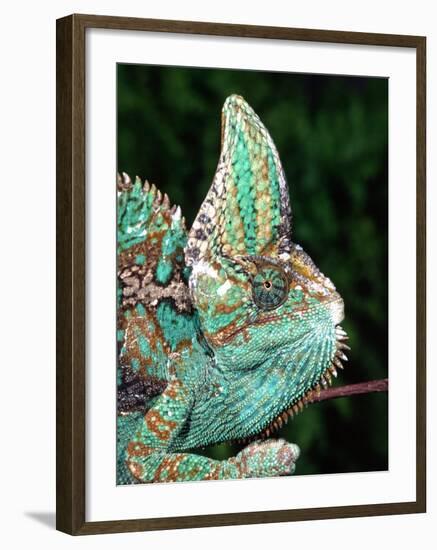 Veiled Chameleon, Native to Yemen-David Northcott-Framed Photographic Print