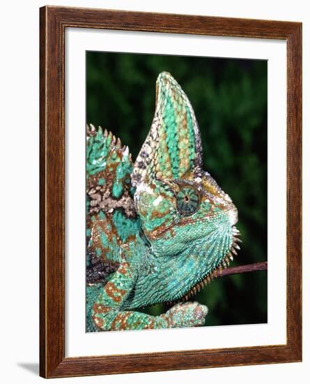 Veiled Chameleon, Native to Yemen-David Northcott-Framed Photographic Print