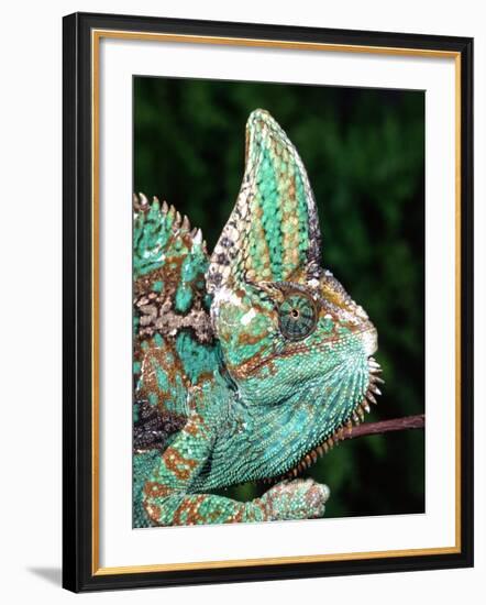 Veiled Chameleon, Native to Yemen-David Northcott-Framed Photographic Print