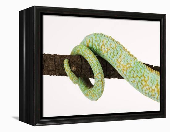 Veiled Chameleon Tail Wrapped Around Twig-Martin Harvey-Framed Premier Image Canvas