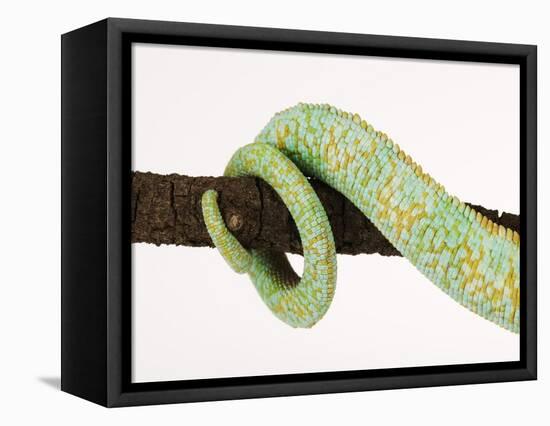 Veiled Chameleon Tail Wrapped Around Twig-Martin Harvey-Framed Premier Image Canvas