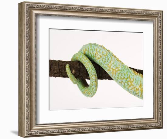 Veiled Chameleon Tail Wrapped Around Twig-Martin Harvey-Framed Photographic Print