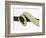 Veiled Chameleon Tail Wrapped Around Twig-Martin Harvey-Framed Photographic Print