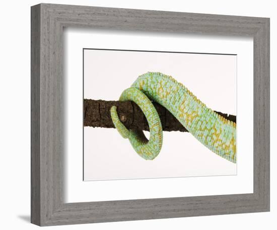 Veiled Chameleon Tail Wrapped Around Twig-Martin Harvey-Framed Photographic Print