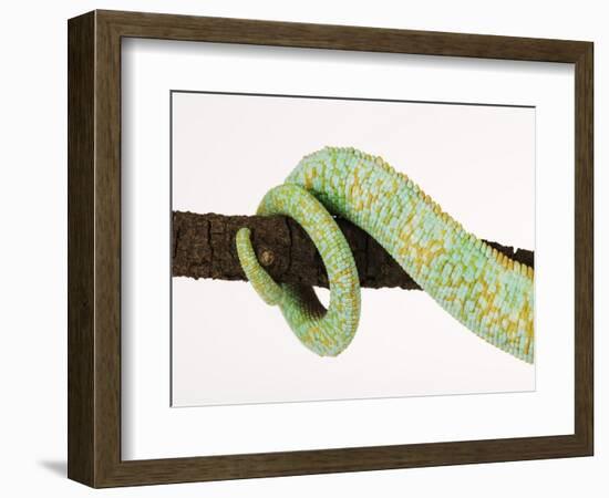 Veiled Chameleon Tail Wrapped Around Twig-Martin Harvey-Framed Photographic Print