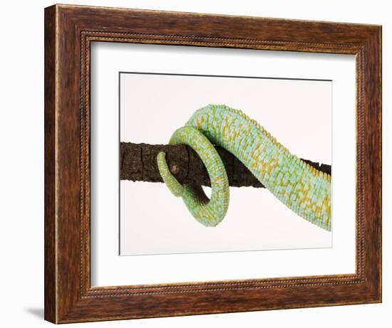 Veiled Chameleon Tail Wrapped Around Twig-Martin Harvey-Framed Photographic Print
