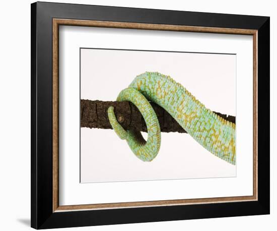 Veiled Chameleon Tail Wrapped Around Twig-Martin Harvey-Framed Photographic Print
