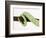 Veiled Chameleon Tail Wrapped Around Twig-Martin Harvey-Framed Photographic Print