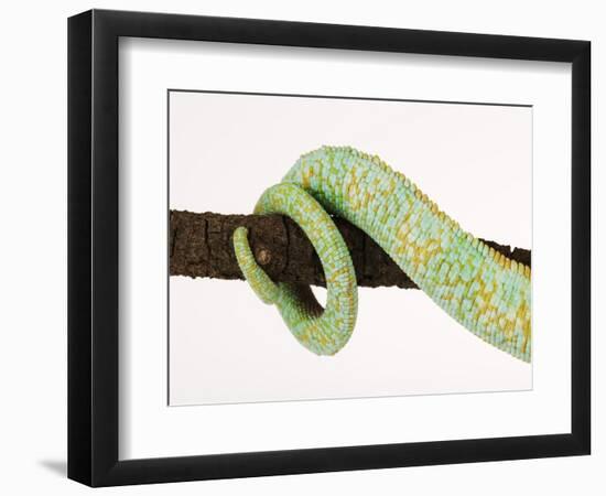 Veiled Chameleon Tail Wrapped Around Twig-Martin Harvey-Framed Photographic Print