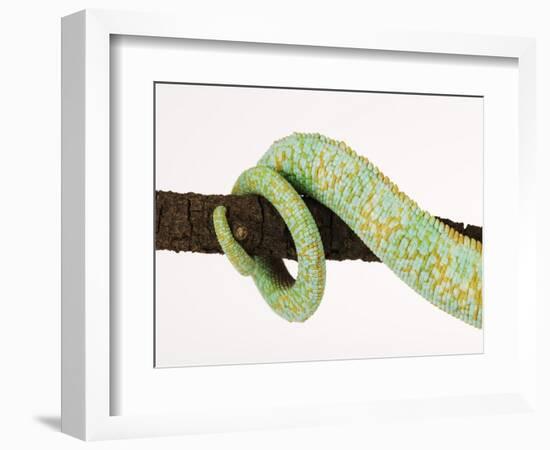 Veiled Chameleon Tail Wrapped Around Twig-Martin Harvey-Framed Photographic Print