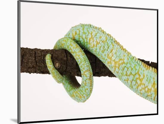 Veiled Chameleon Tail Wrapped Around Twig-Martin Harvey-Mounted Photographic Print