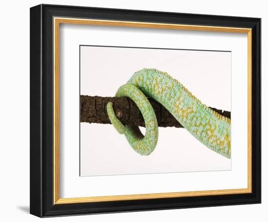 Veiled Chameleon Tail Wrapped Around Twig-Martin Harvey-Framed Photographic Print