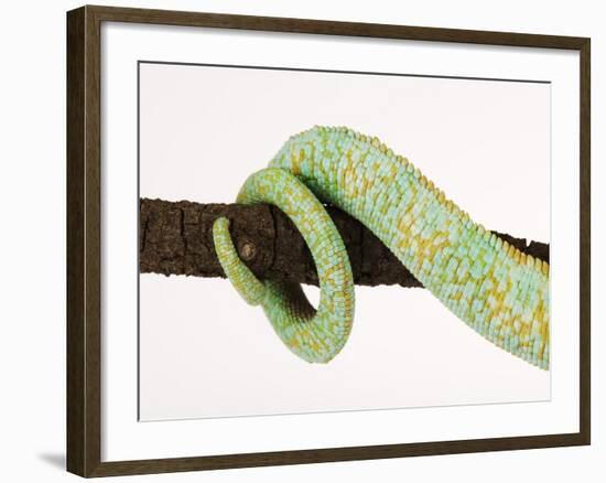 Veiled Chameleon Tail Wrapped Around Twig-Martin Harvey-Framed Photographic Print