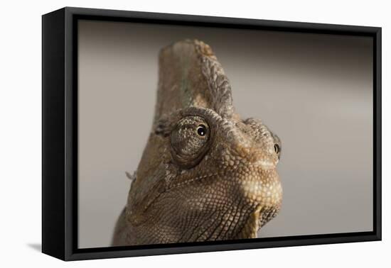 Veiled chameleon (Yemen chameleon) (Chamaeleo Calyptratus), captive, United Kingdom, Europe-Janette Hill-Framed Premier Image Canvas