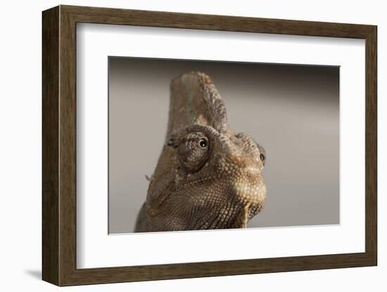 Veiled chameleon (Yemen chameleon) (Chamaeleo Calyptratus), captive, United Kingdom, Europe-Janette Hill-Framed Photographic Print