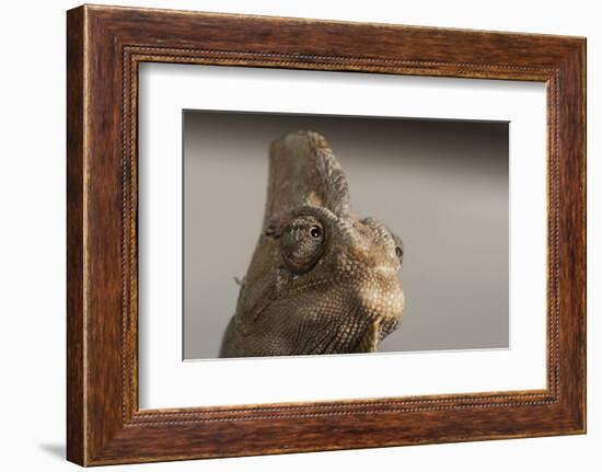 Veiled chameleon (Yemen chameleon) (Chamaeleo Calyptratus), captive, United Kingdom, Europe-Janette Hill-Framed Photographic Print