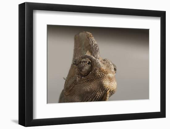 Veiled chameleon (Yemen chameleon) (Chamaeleo Calyptratus), captive, United Kingdom, Europe-Janette Hill-Framed Photographic Print