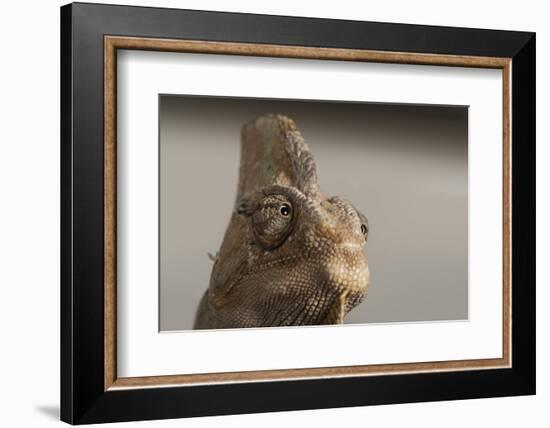 Veiled chameleon (Yemen chameleon) (Chamaeleo Calyptratus), captive, United Kingdom, Europe-Janette Hill-Framed Photographic Print