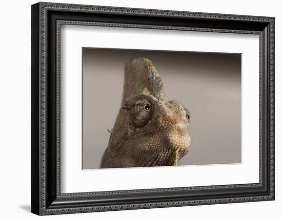 Veiled chameleon (Yemen chameleon) (Chamaeleo Calyptratus), captive, United Kingdom, Europe-Janette Hill-Framed Photographic Print