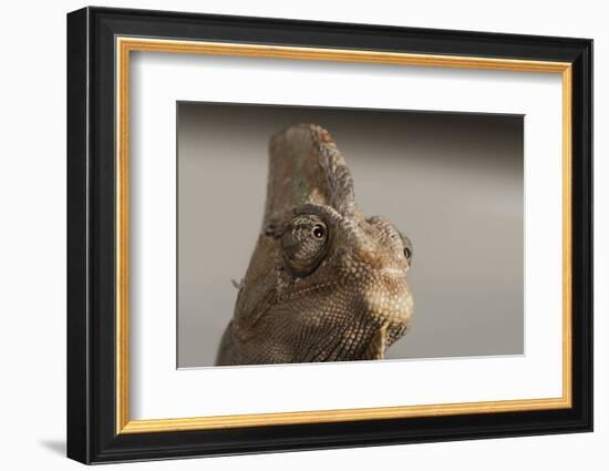 Veiled chameleon (Yemen chameleon) (Chamaeleo Calyptratus), captive, United Kingdom, Europe-Janette Hill-Framed Photographic Print