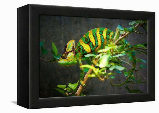 Veiled Chameleon-Gaschwald-Framed Premier Image Canvas