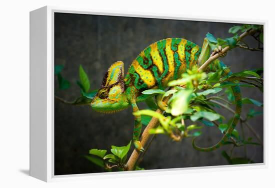 Veiled Chameleon-Gaschwald-Framed Premier Image Canvas
