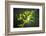 Veiled Chameleon-Gaschwald-Framed Photographic Print