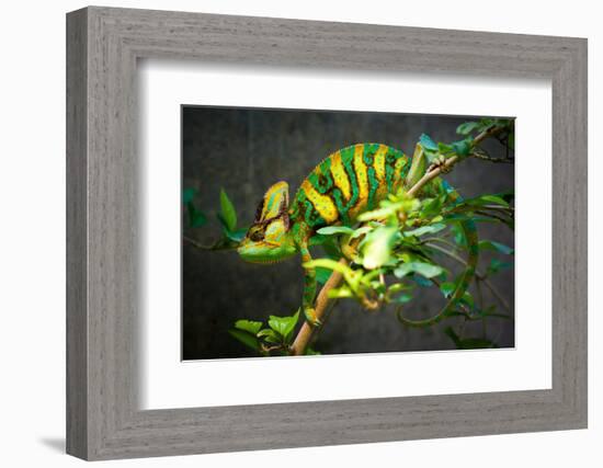 Veiled Chameleon-Gaschwald-Framed Photographic Print