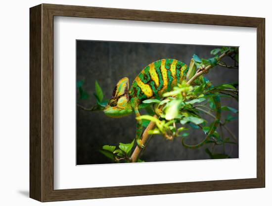 Veiled Chameleon-Gaschwald-Framed Photographic Print