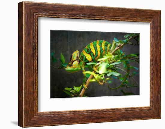 Veiled Chameleon-Gaschwald-Framed Photographic Print